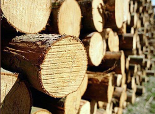 Из чего строить баню. Из какого дерева лучше строить баню? 07