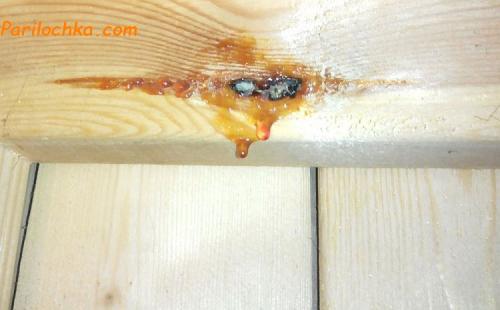 Какое бревно лучше для бани. Сруб: из какого дерева лучше строить