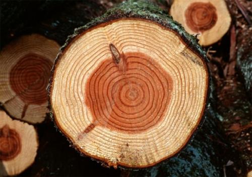 Из какого леса выбрать сруб бани из бревна. Критерии выбора материала 02 Из какого леса выбрать сруб бани из бревна. Критерии выбора материала 02