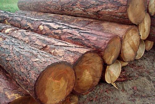 Из какого леса выбрать сруб бани из бревна. Критерии выбора материала 03 Из какого леса выбрать сруб бани из бревна. Критерии выбора материала 03