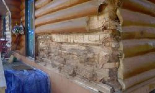 Обработка деревянного дома от насекомых. Средства защиты сруба от вредителей