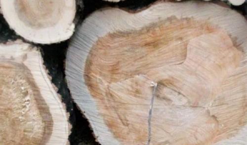 Из какого дерева лучше строить баню. Древесина осины в строительстве бани