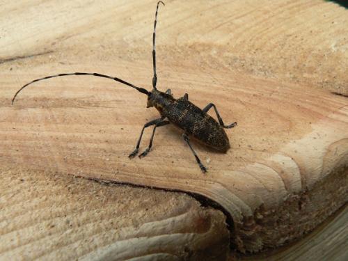 Обработка и защита деревянного дома. Расчётно-проектные работы 01 Обработка и защита деревянного дома. Расчётно-проектные работы 01