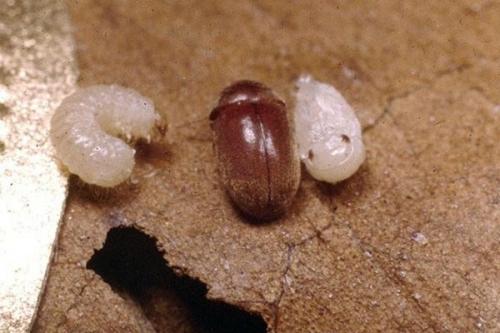 Обработка и защита деревянного дома. Расчётно-проектные работы 02 Обработка и защита деревянного дома. Расчётно-проектные работы 02