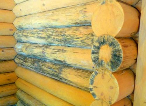 Как убрать плесень в бане. Способы выведения 06